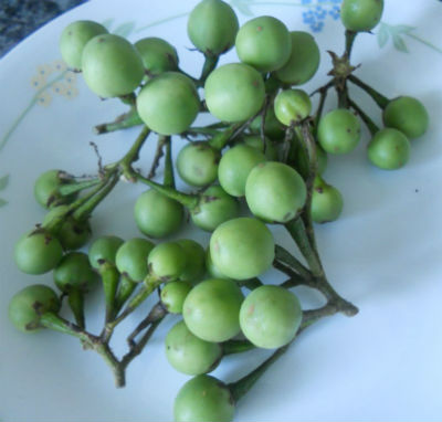 Green Sundakkai 