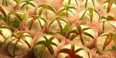 Kaju Flower