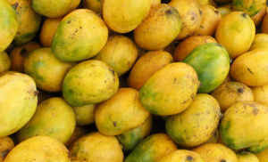 Mango Madness - King of Fruits