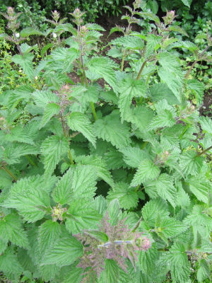 Nettles