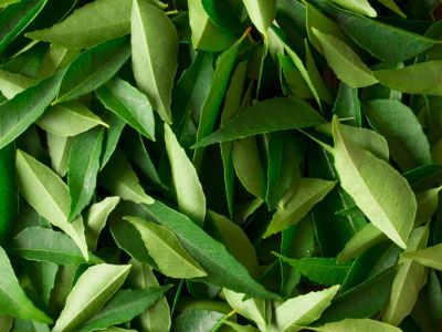 Curry Leaves (Karuveppilai)