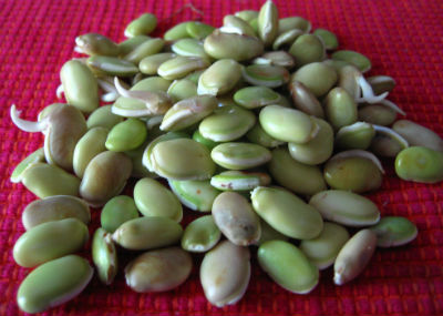Mochai Kottai (Field Beans)