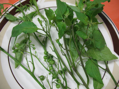 Manathakkali Keerai