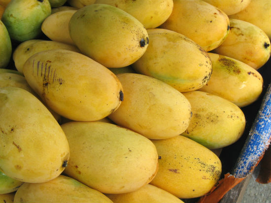 mango king of fruits