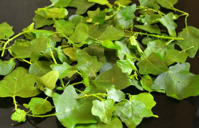 Thuthuvalai Leaves