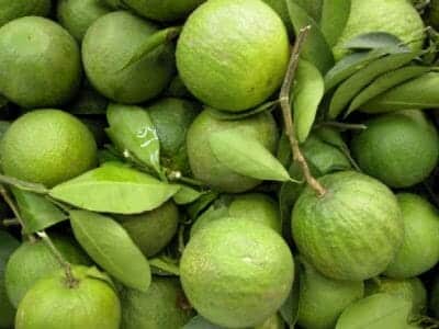 Narthangai (Citron) 