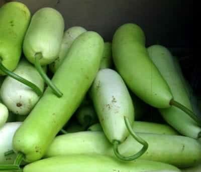 Sorakkai / Bottle Gourd