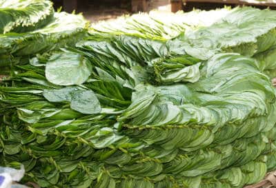 Betel Leaves