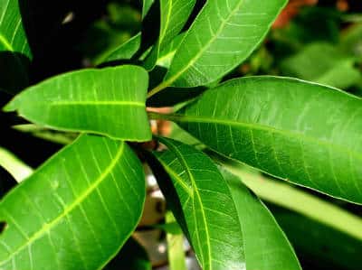 mango leaves maavilai