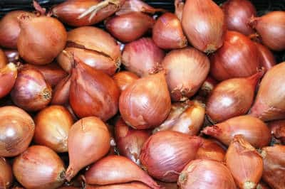 shallots / samba onions