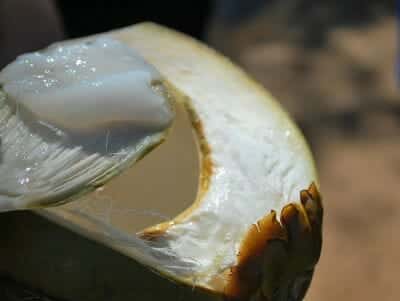Tender Coconut