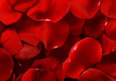 Red Rose Petals