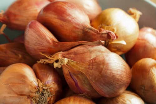 Shallots / Small Onions