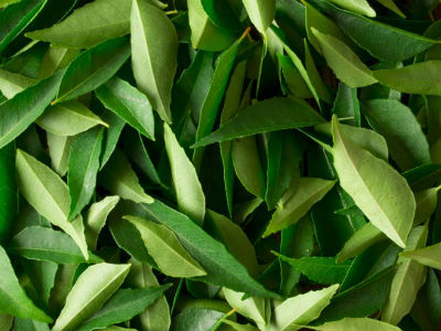 Curry Leaves