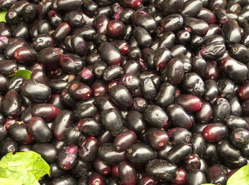 Jamun