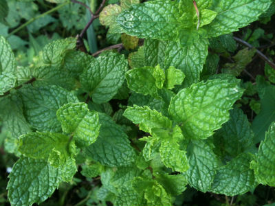 Mint Leaves