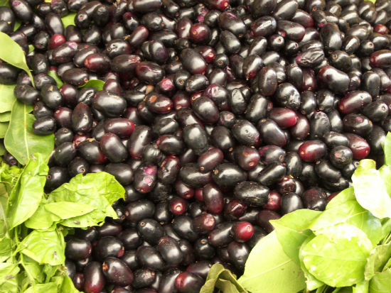 Jamun Fruit