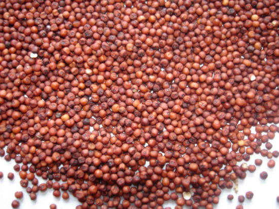 Ragi / Finger Millets