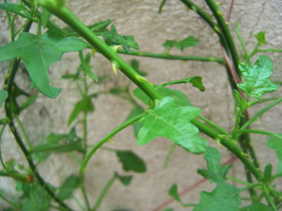 Thoodhuvalai Leaves