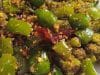 Capsicum Poriyal 6 Capsicum Poriyal