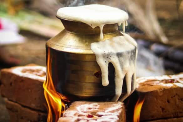 Celebrating Pongal: South India’s Biggest Festival!
