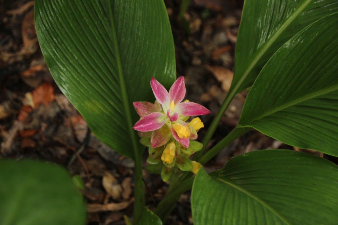 Turmeric Flower