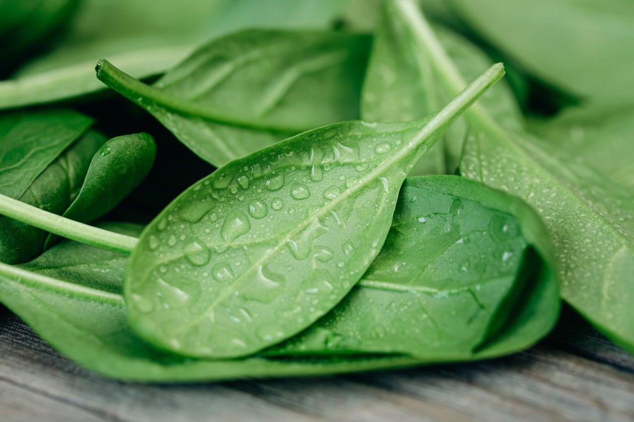 Close up of fresh green spinach leaves with water droplets on a wooden surface 