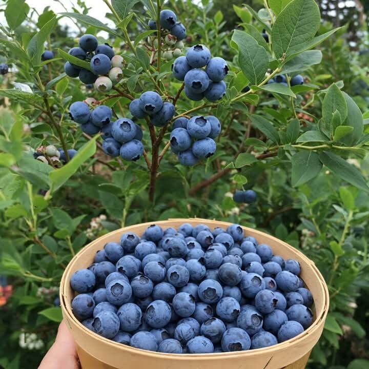 Can we Eat Fruits as Breakfast for a Healthy Start? 4 Blueberries for Antioxidant Support in a Healthy Breakfast