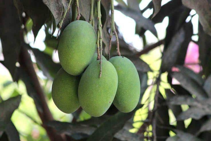 Which 15 Mango Varieties Should You Try This Summer? 12 Amrapali mangoes with small size and deep orange pulp known for their dense fibreless texture and sweetnessgo Compact Sweet H