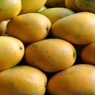 Which 15 Mango Varieties Should You Try This Summer? 5 Banganapalli Safeda mangoes with large size and bright yellow smooth skin known for their firm fibreless pulp