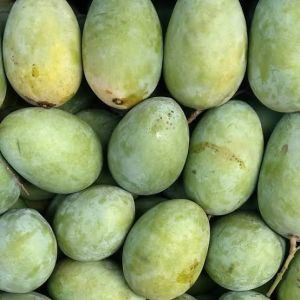 Which 15 Mango Varieties Should You Try This Summer? 9 Chausa mangoes with bright yellow skin and soft juicy pulp known for their high juice content