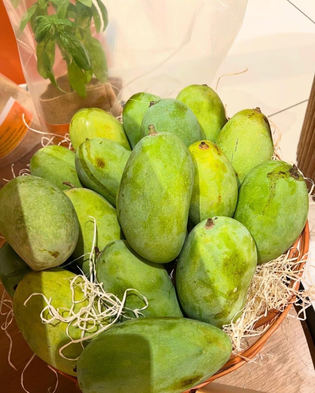 Which 15 Mango Varieties Should You Try This Summer? 3 Dasheri mangoes with elongated shape and yellow green skin known for their smooth fibreless pulp