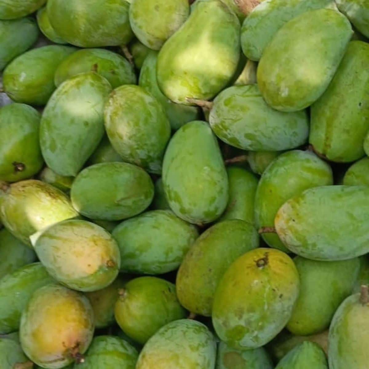 Which 15 Mango Varieties Should You Try This Summer? 2 Gir Kesar mangoes with bright orange pulp and golden skin known for their saffron like aroma
