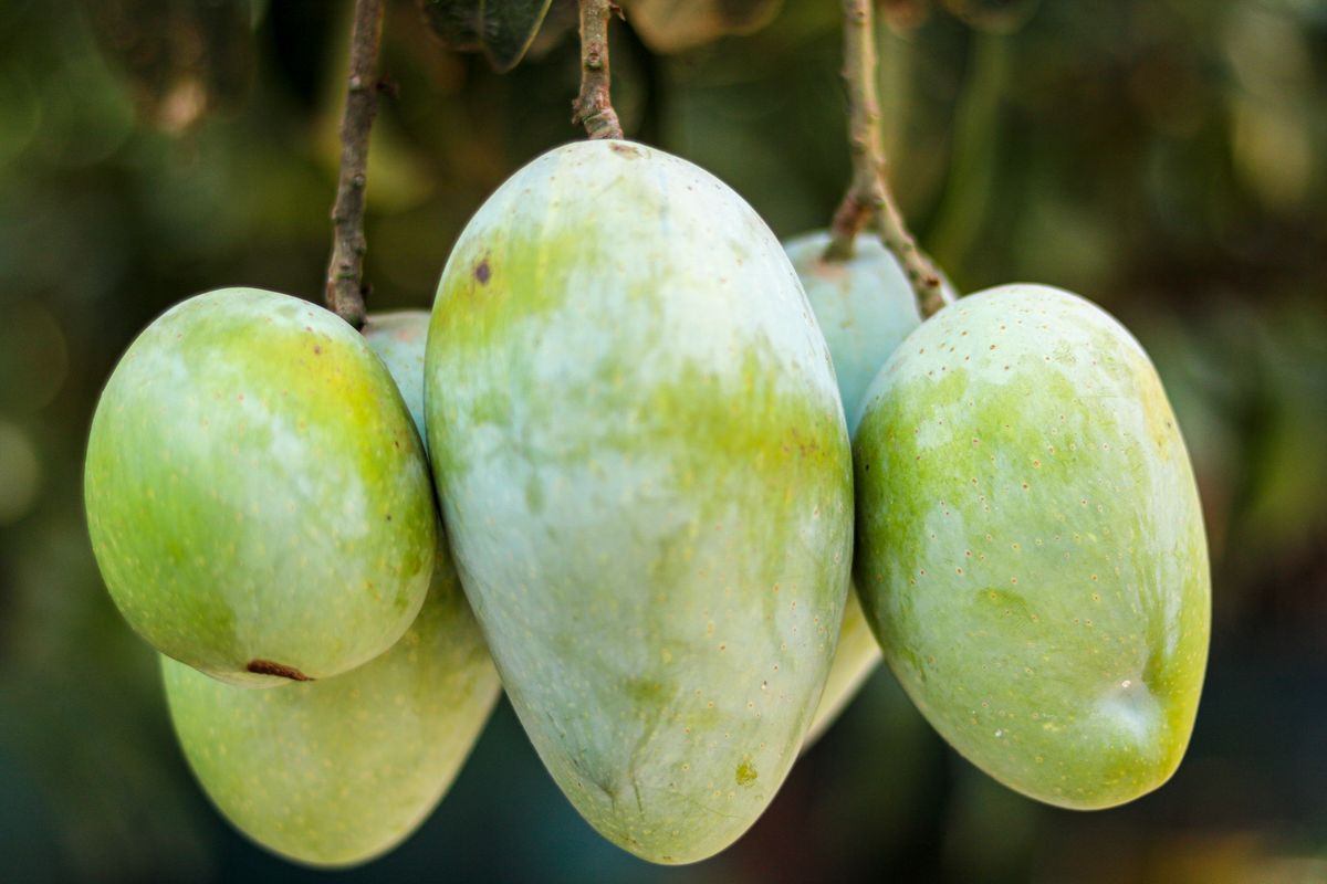Which 15 Mango Varieties Should You Try This Summer? 6 Himsagar mangoes with smooth fibreless pulp and thin skin known for their rich sweetness and vibrant yellow flesh