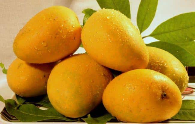 Which 15 Mango Varieties Should You Try This Summer? 13 Imam Pasand mangoes with thin skin and soft fibreless pulp known for their delicate sweetness