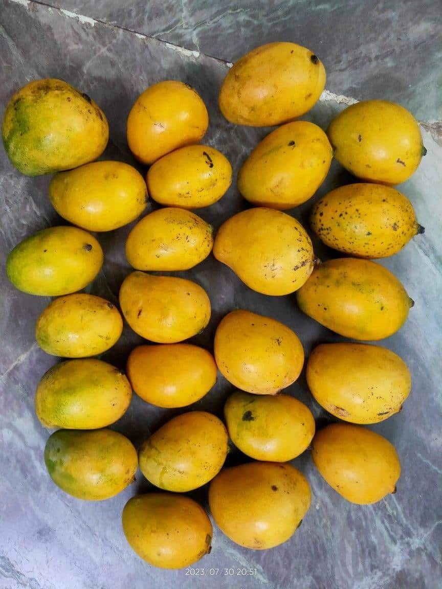 Which 15 Mango Varieties Should You Try This Summer? 7 Neelam mangoes with smooth yellow skin and firm pulp known for their late season availability