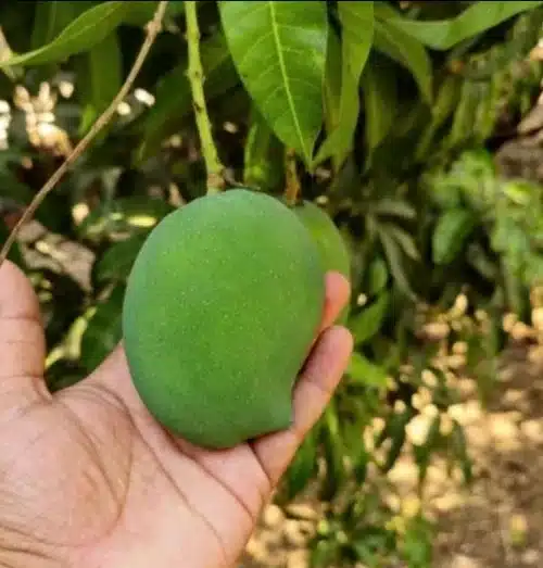 Which 15 Mango Varieties Should You Try This Summer? 15 Pairi mangoes with yellow orange skin and soft juicy pulp known for their early season availability