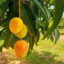 Which 15 Mango Varieties Should You Try This Summer? 10 Raspuri mangoes with yellow skin and soft juicy pulp known for their high juice content