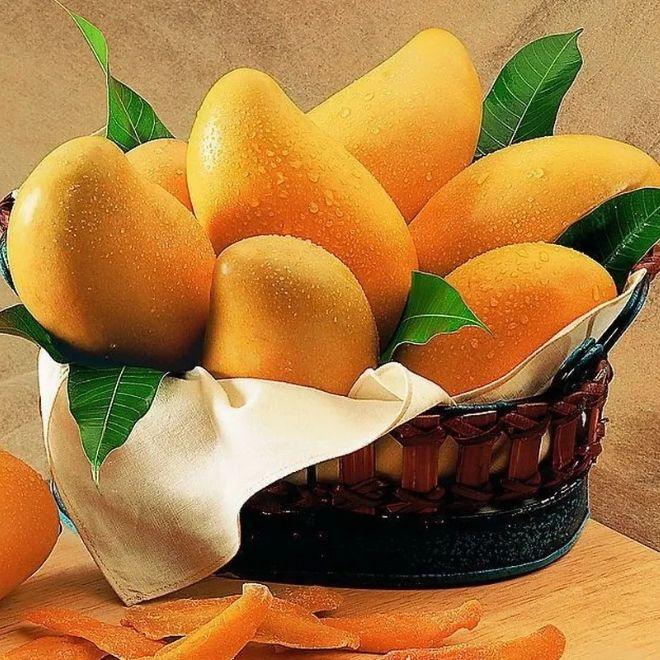 Which 15 Mango Varieties Should You Try This Summer? 1 Ripe Alphonso Hapus mangoes arranged in a basket with leaves showing their bright golden yellow colour and smooth texture
