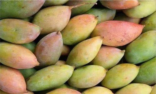 Which 15 Mango Varieties Should You Try This Summer? 8 Totapuri mangoes with elongated shape and pointed parrot beak tip known for their firm flesh and tangy taste