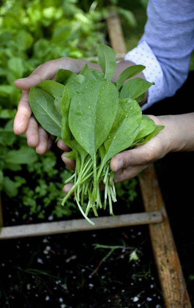 What are the Best Cholesterol-Reducing Foods for the Heart? 7 Fresh spinach leaves that support cholesterol and heart health