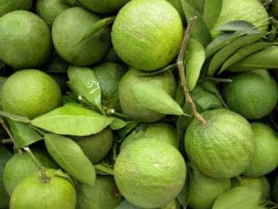 Narthangai (Citron)