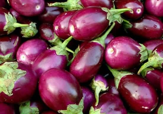 brinjals eggplant aubergine