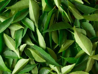 curry leaves2