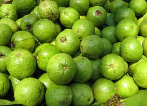 guava fruit