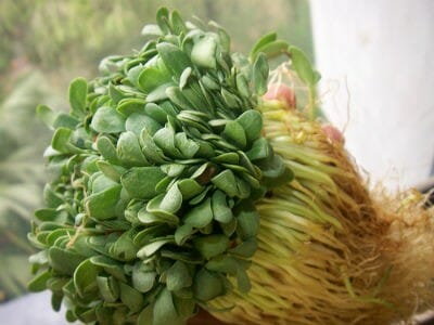 methi leaves