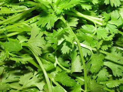 coriander leaves