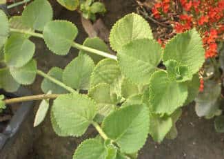 omavalli / karpooravalli / mexican mint