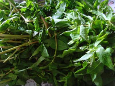 Ponnanganni Keerai (Greens)