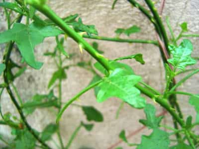 Thoothuvalai Keerai(Trilobatum Leaves)